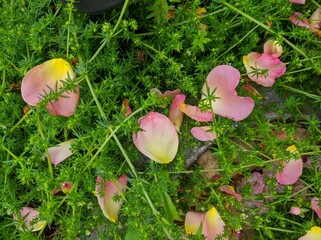 rose petals in grass background closeup photo