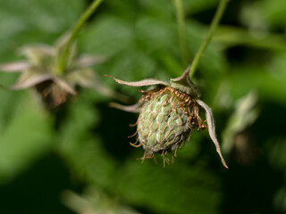green berries of unripe raspberries