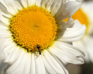 Obraz premium daisy garden flower with ant