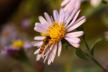 bee on a bright flower