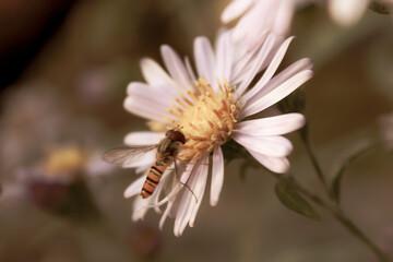 bee on a flower