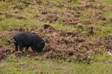 Small undersized black pig on a green lawn. Selective focus.