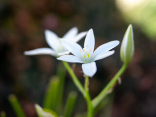 Obraz premium Close-up of rass lily or garden star-of-Bethlehem blooming in the spring. Ornithogalum umbellatum. White fragile flower with soft blurred background. Selective focus.