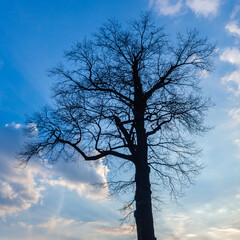 Dark silhouette of single large tree against blue sky with white clouds. Magnificent beauty of old and strong tree. 