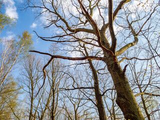Upward view on the crowns and trunks of the trees in the spring. Blue sky with white clouds above. Mostly bare branches with new green leaves.