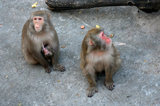 Monket family on grey stone backround