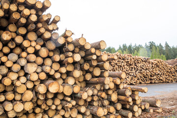 Warehouse with the production of woodworking sawmills, logs, boards and lumber