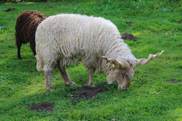 Spiral horned Racka eating grass. Selectibe focus.
