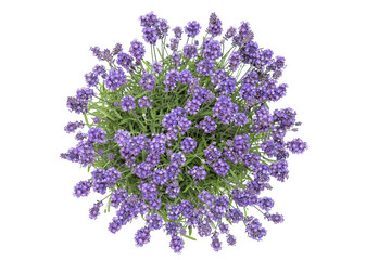 Lavender flowers white background Top view