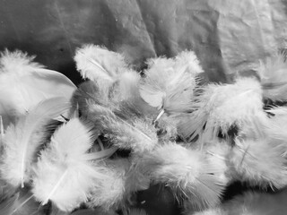 Beautiful abstract gray feathers on white background and soft white feather texture on white pattern and gray background, smooth feather background, black banners