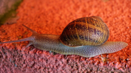 Snail crawling on the ground, tile red background