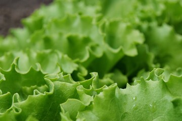 fresh green lettuce