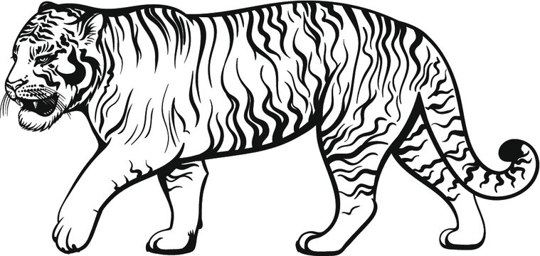 Vector Black and White Tiger Illustration