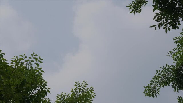 Time lapse : White clouds are moving fast in the sky that appears to be between trees.