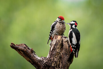 Buntspecht füttert Jungtier - Dendrocopos major