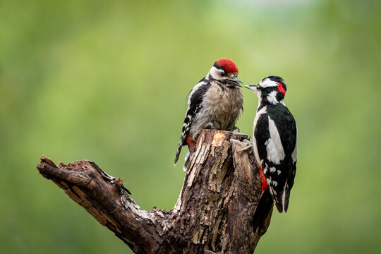 Buntspecht f&uuml;ttert Jungtier - Dendrocopos major