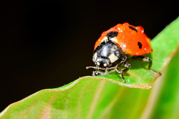Ladybug is sitting on a thin leaf with drops of water.