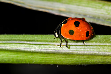 Ladybug crawls up with drops of water on the stem of a plant.