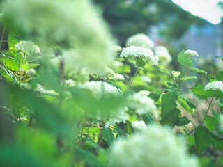 様々な種類のカラフルな初夏の美しいアジサイ