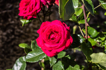 Rosa in primo piano
