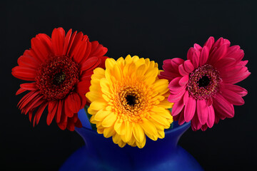 3 Gerberas in blue vase