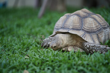 Centrochelys sulcata