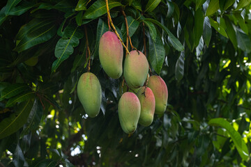 Mangos hanging from a mango tree