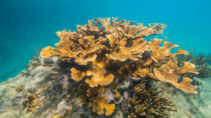 Seascape in shallow water of coral reef in Caribbean Sea / Curacao with fish, Elkhorn Coral and...