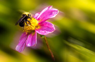 A bumble bee on a pink flower
