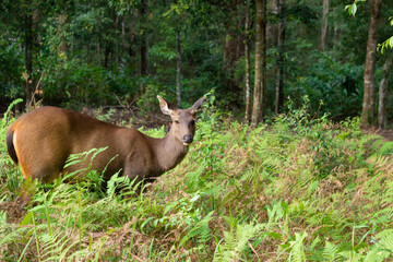 Naklejka na ściany i meble Selective focus Wild deer in forest,Brown deer,Wildlife is living near trees.