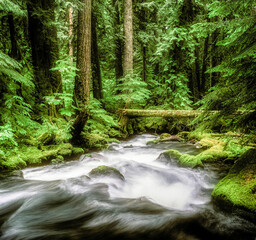 Obraz premium Pamilia Creek in the Willamette national Forest, near Idana, Oregon