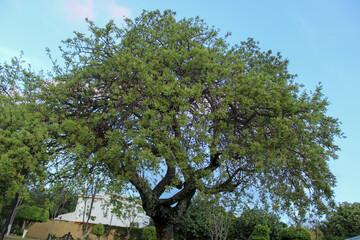 Fototapeta na wymiar big oak tree in spring