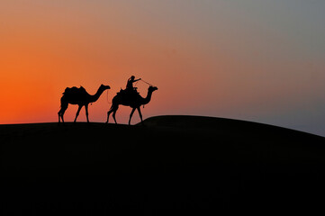 Fototapeta na wymiar silhouette camels through the sand dunes lead nose at Thar Desert India with dramatic sunlight at background