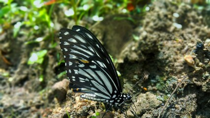 Black & White Butterfly