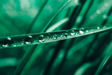 Dew drops on the green grass close-up image. Fresh grass with dew drops. Copy, empty space for text