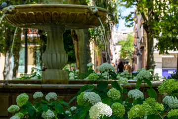 Fototapeta na wymiar White flowers around the fountain of the Trinidad square in Granada