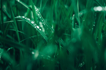 Dew drops on the green grass close-up image. Fresh grass with dew drops. Copy, empty space for text