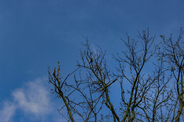 tree against the blu sky