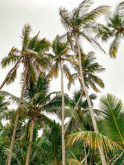 Obraz premium coconut palm tree