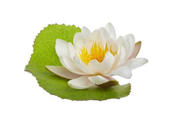 White water lily or lotus isolated on white background