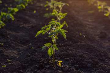 Tomato seedlings, Planting or tending to a young tomato plant