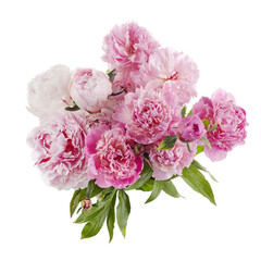 Beautiful pink peonies branch isolated on white background. Pink floral background.