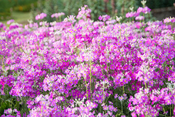 Obraz premium Shallow depth of field flower in garden