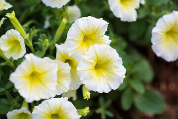 Shallow depth of field yellow flower in garden