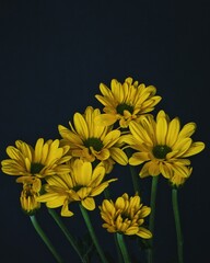 yellow chrysanthemum flowers