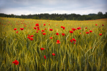 Red poppies field, summer colorful background. Meadow spring blooming grass. Summer garden scene