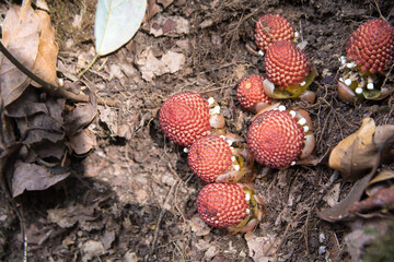 Balanophoraceae, Balanophora fungosa forest mushroom in thailand