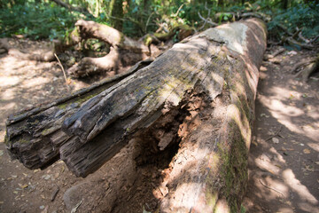 Decaying tree trunk lays on the ground