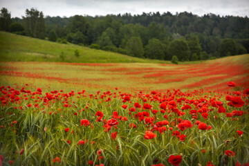 Red poppies field, summer colorful background. Meadow spring blooming grass. Summer garden scene