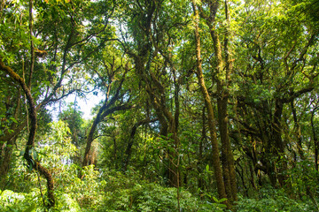 Tropical jungle wet forest